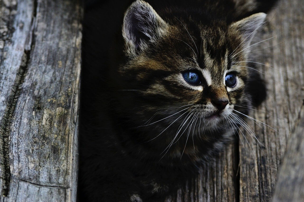 Kitten